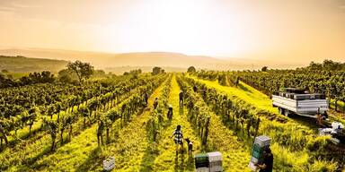 100 Ideen NÖ Aufmacher Handel & Regionalität Weinlese