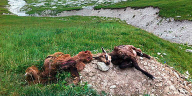 J&auml;ger lie&szlig; Gams und Kitz tot im Bach liegen