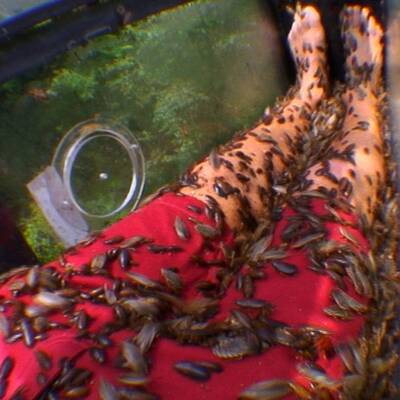 Dschungel: Ekel-Prüfung für Langhans