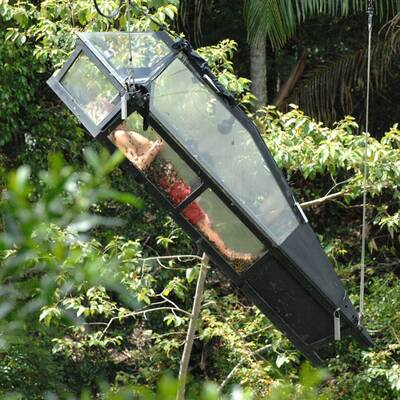 Dschungel: Ekel-Prüfung für Langhans