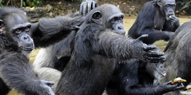 Labor-Affen verhungern auf Insel