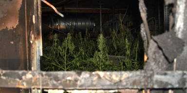 Riesige Hanfplantage nach Brand entdeckt