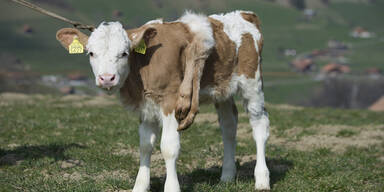 Schweiz liebt sechsbeiniges Kalb