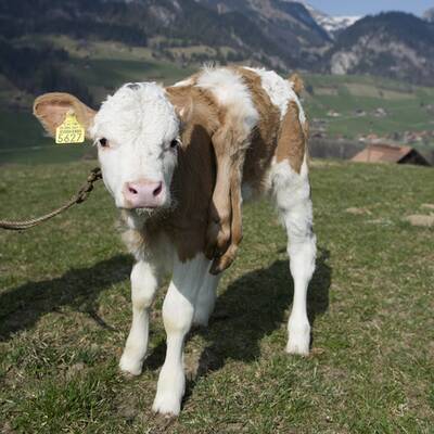 Schweiz liebt sechsbeiniges Kalb