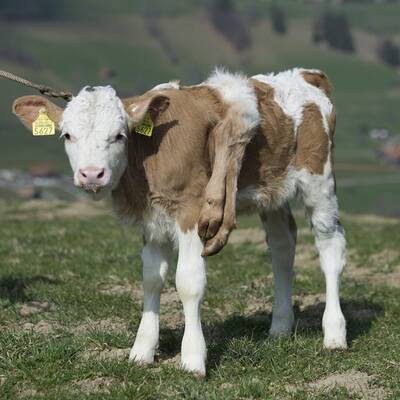 Schweiz liebt sechsbeiniges Kalb