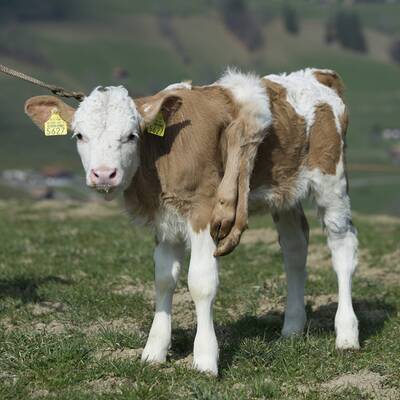 Schweiz liebt sechsbeiniges Kalb