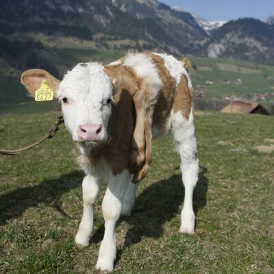 Schweiz liebt sechsbeiniges Kalb