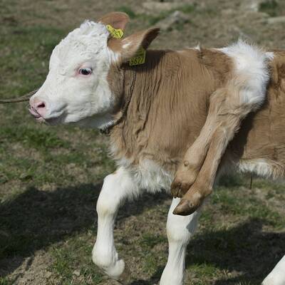 Schweiz liebt sechsbeiniges Kalb