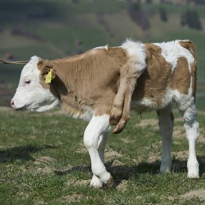 Schweiz liebt sechsbeiniges Kalb