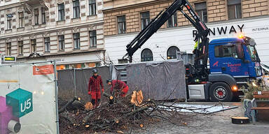 Schubertlinde ist Geschichte