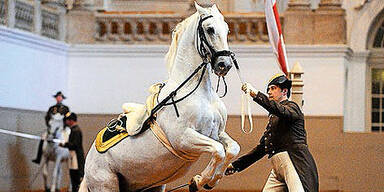 Lipizzaner-Skandal: Oberbereiter nach Kritik gefeuert