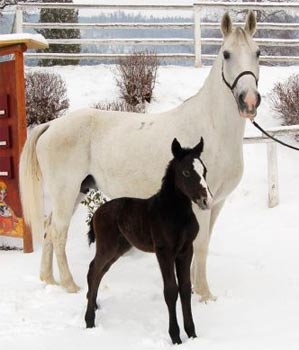 lipizzaner2