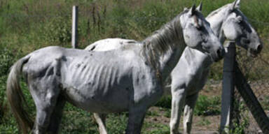 lipizzaner