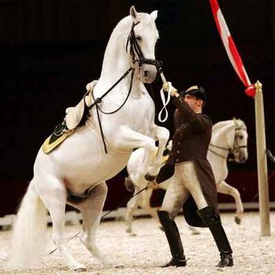 Spanische Hofreitschule unter neuer Führung