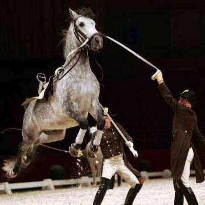 Spanische Hofreitschule unter neuer Führung