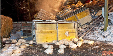 LKW H&uuml;hner Ober&ouml;sterreich