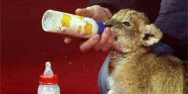 Baby-Löwen im Zirkus werden von Hand aufgezogen