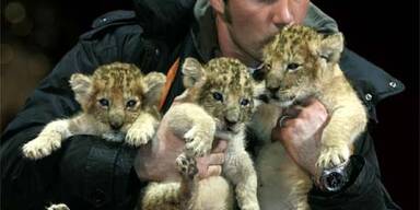 Baby-Löwen im Zirkus werden von Hand aufgezogen
