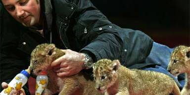Baby-Löwen im Zirkus werden von Hand aufgezogen
