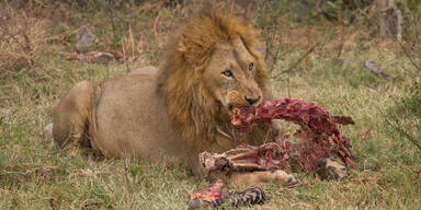 Vor Kindern: "Piefke" zerfleischt Zebra