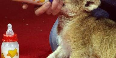 Baby-Löwen im Zirkus werden von Hand aufgezogen