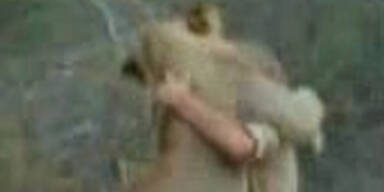 Löwe erkennt seine Zieheltern in der Wildnis