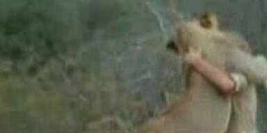 Löwe erkennt seine Zieheltern in der Wildnis