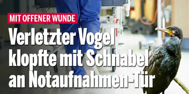 Ungewöhnlicher Patient: Verletzter Vogel klopfte mit Schnabel an Notaufnahmen-Tür