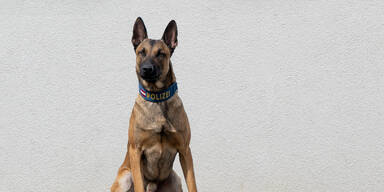 Polizeihund st&ouml;berte Einbrecher in Wiener City-Kanzlei auf