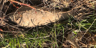 Russische Werfergranate in Wien entdeckt