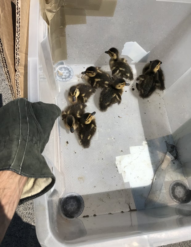 Rettungsaktion: Entenfamilie verirrt sich auf Triester Straße