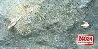 Eisbärin schlägt wieder zu - Krähe gefressen 