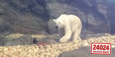 Eisbärin schlägt wieder zu - Krähe gefressen 