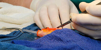 Goldfisch wegen Verstopfung operiert