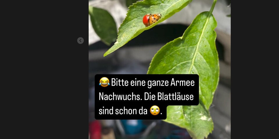 Simone Lugner mit überraschender Aussage: 