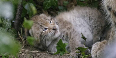 Zwei Luchse in Schönbrunn geboren