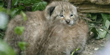 Zwei Luchse in Schönbrunn geboren