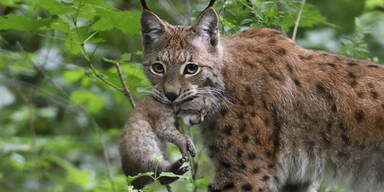 Luchs-Nachwuchs im Tiergarten Sch&ouml;nbrunn