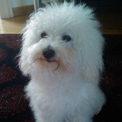 Hundewahl - Lennox, 14 Moante