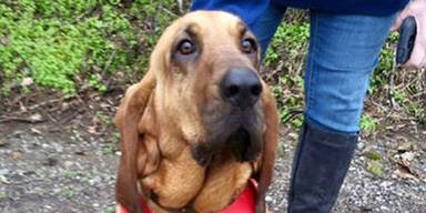 Hund läuft Halbmarathon: Medaille gewonnen