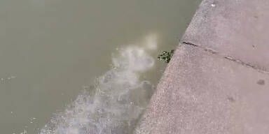 Woher kommen mysteri&ouml;se Luftblasen im Donaukanal?