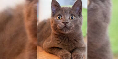 Hund zerfleischt Katze: J&auml;ger schaut tatenlos zu