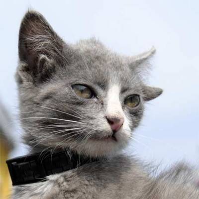 Luntik, die Katze mit vier Ohren