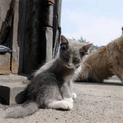 Luntik, die Katze mit vier Ohren