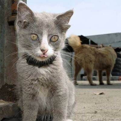 Luntik, die Katze mit vier Ohren
