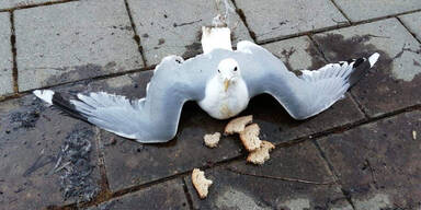 m&ouml;we tierqu&auml;ler