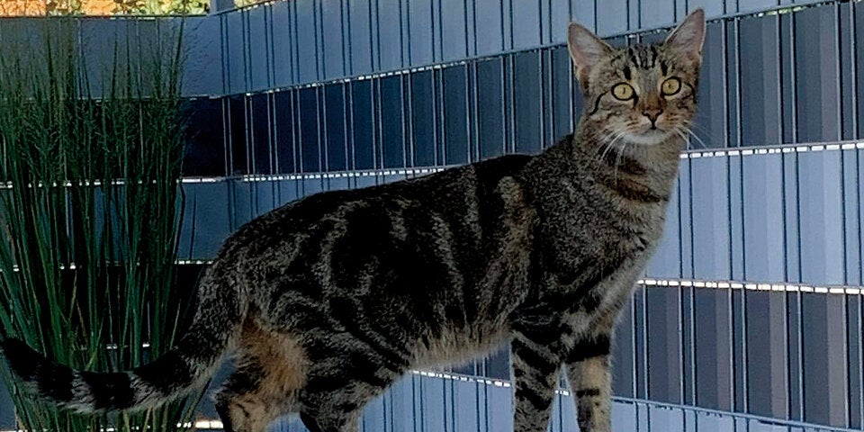 Oberösterreicherin in Angst: ''Tierhasser schoss auf meine Katzen'' | Fred und Molly