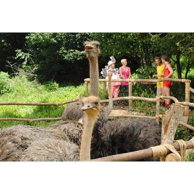 Tag 13 im Dschungelcamp