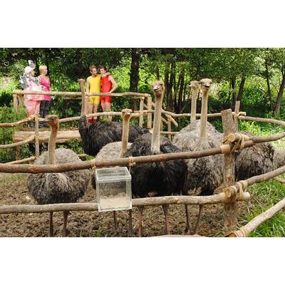 Tag 13 im Dschungelcamp