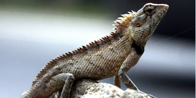 Madagaskar, Echse